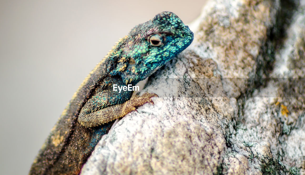 CLOSE-UP OF LIZARD AGAINST TREE