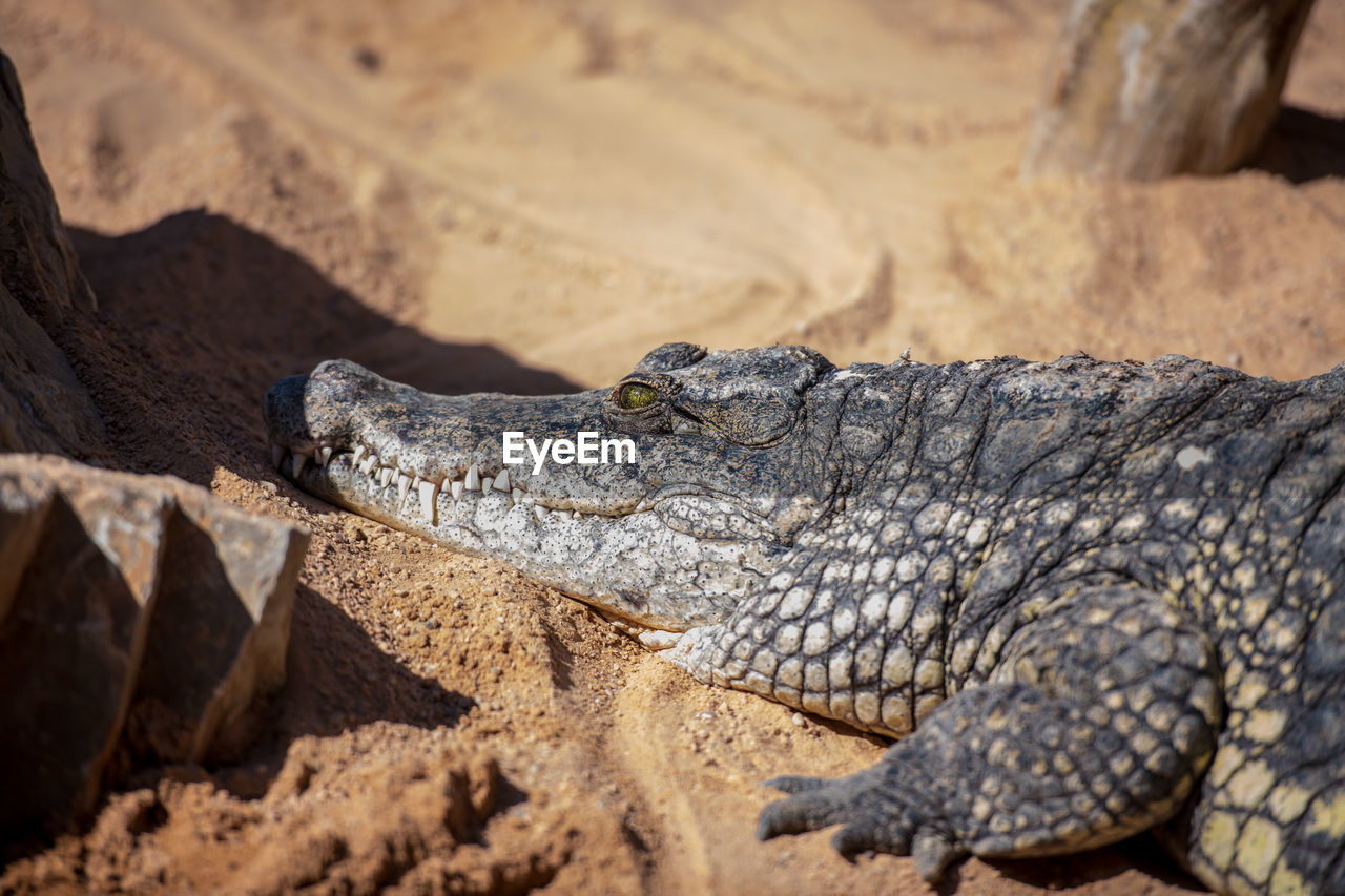 CLOSE-UP OF A REPTILE ON ROCK