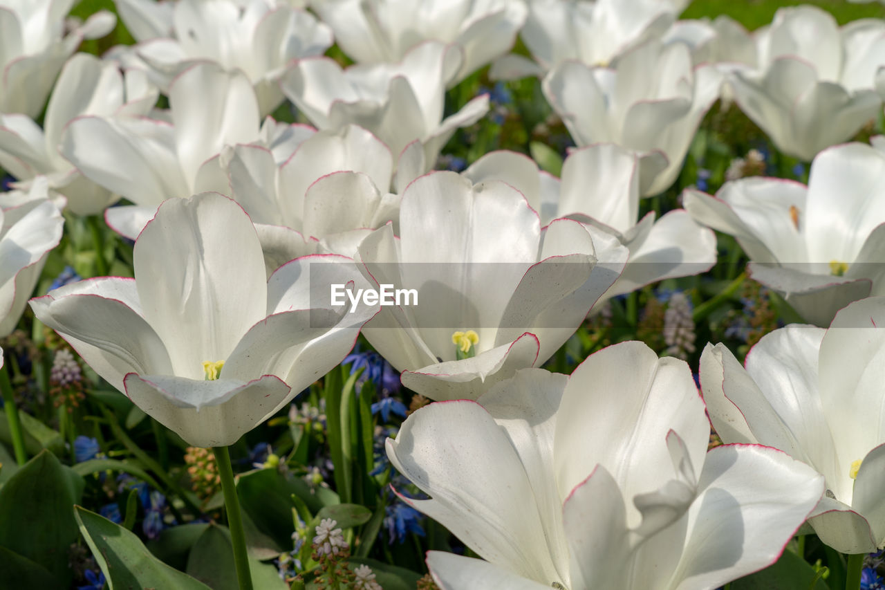 flower, flowering plant, plant, beauty in nature, freshness, petal, growth, close-up, nature, fragility, flower head, white, inflorescence, leaf, plant part, no people, botany, springtime, outdoors, flowerbed, blossom, day, green, crocus, focus on foreground