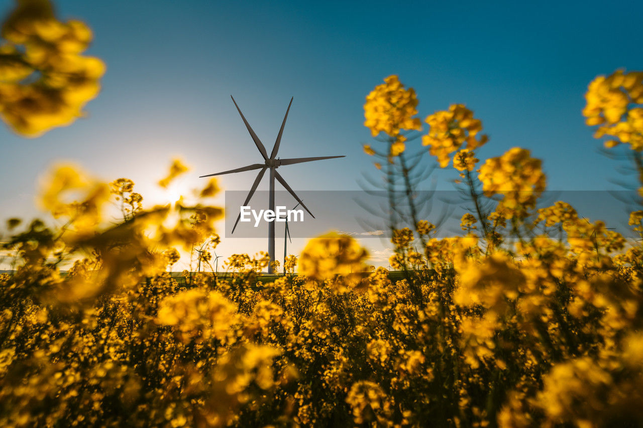 Wind turbine in yellow field