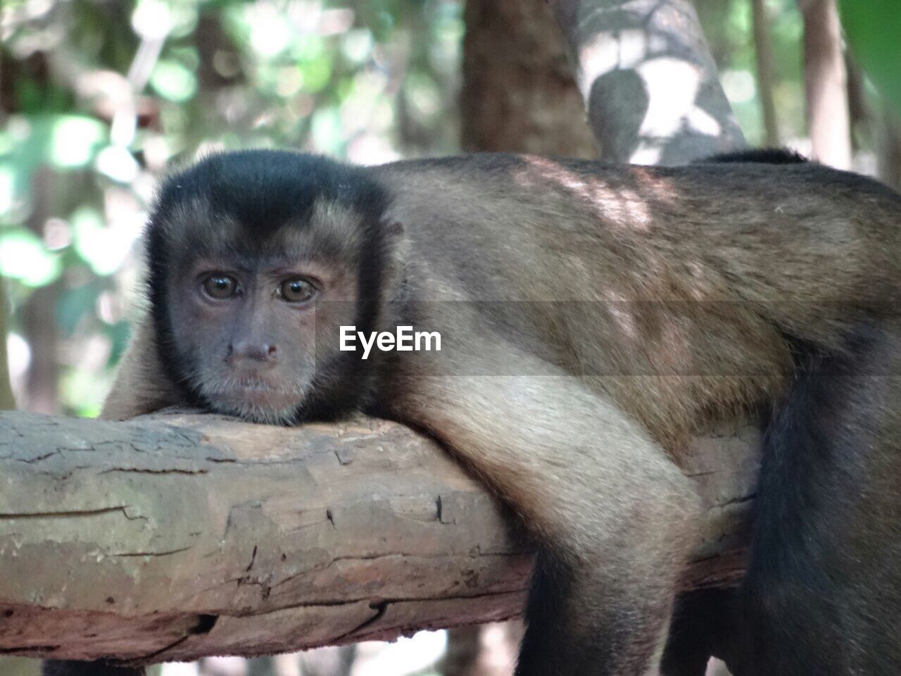 PORTRAIT OF MONKEY SITTING ON A TREE