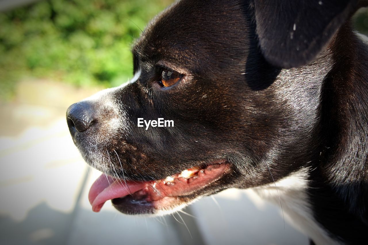 CLOSE-UP OF BLACK DOG