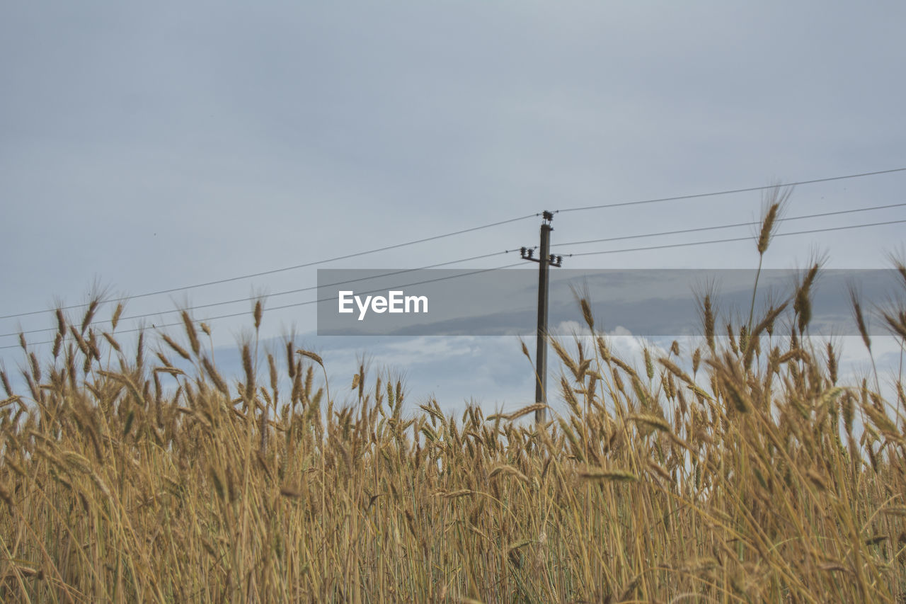 sky, field, plant, nature, cable, electricity, land, landscape, crop, cereal plant, growth, agriculture, rural scene, no people, food, cloud, day, prairie, power generation, technology, power line, environment, wheat, outdoors, beauty in nature, tranquility, power supply, grass, electricity pylon, scenics - nature, rye, low angle view, tranquil scene, farm, wind
