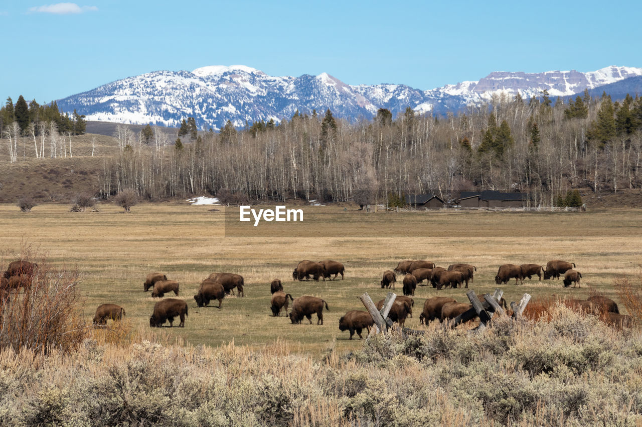 A herd of bison grazing in jackson hole, wyoming beneath snow-capped mountains.