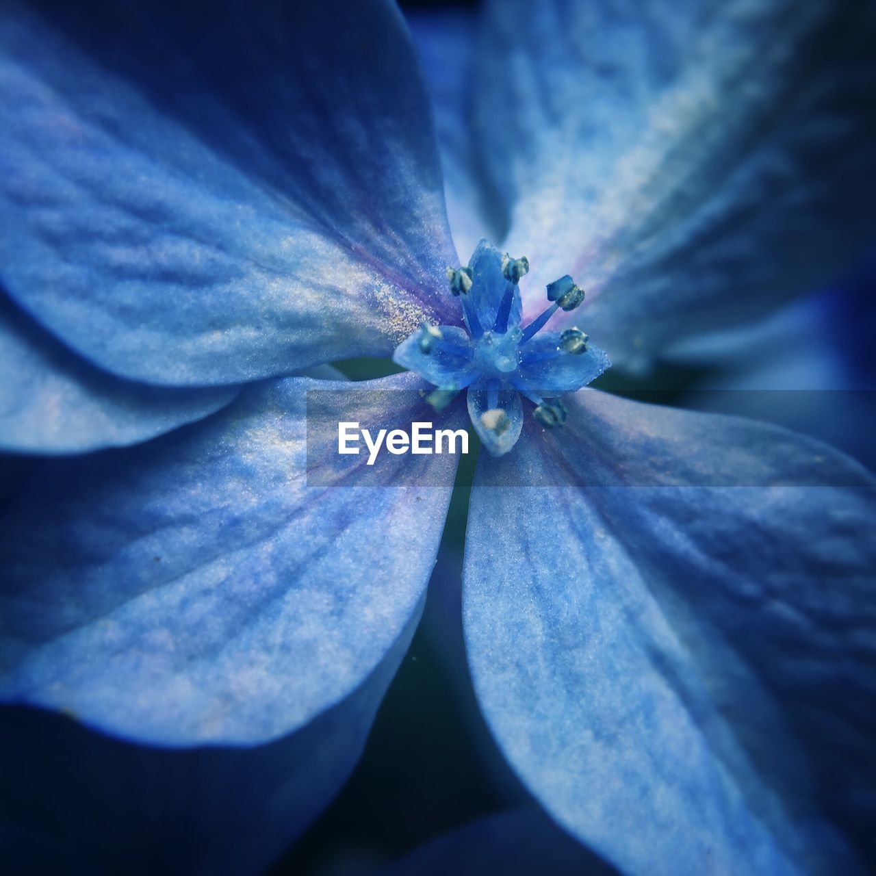 Full frame shot of blue flower blooming outdoors