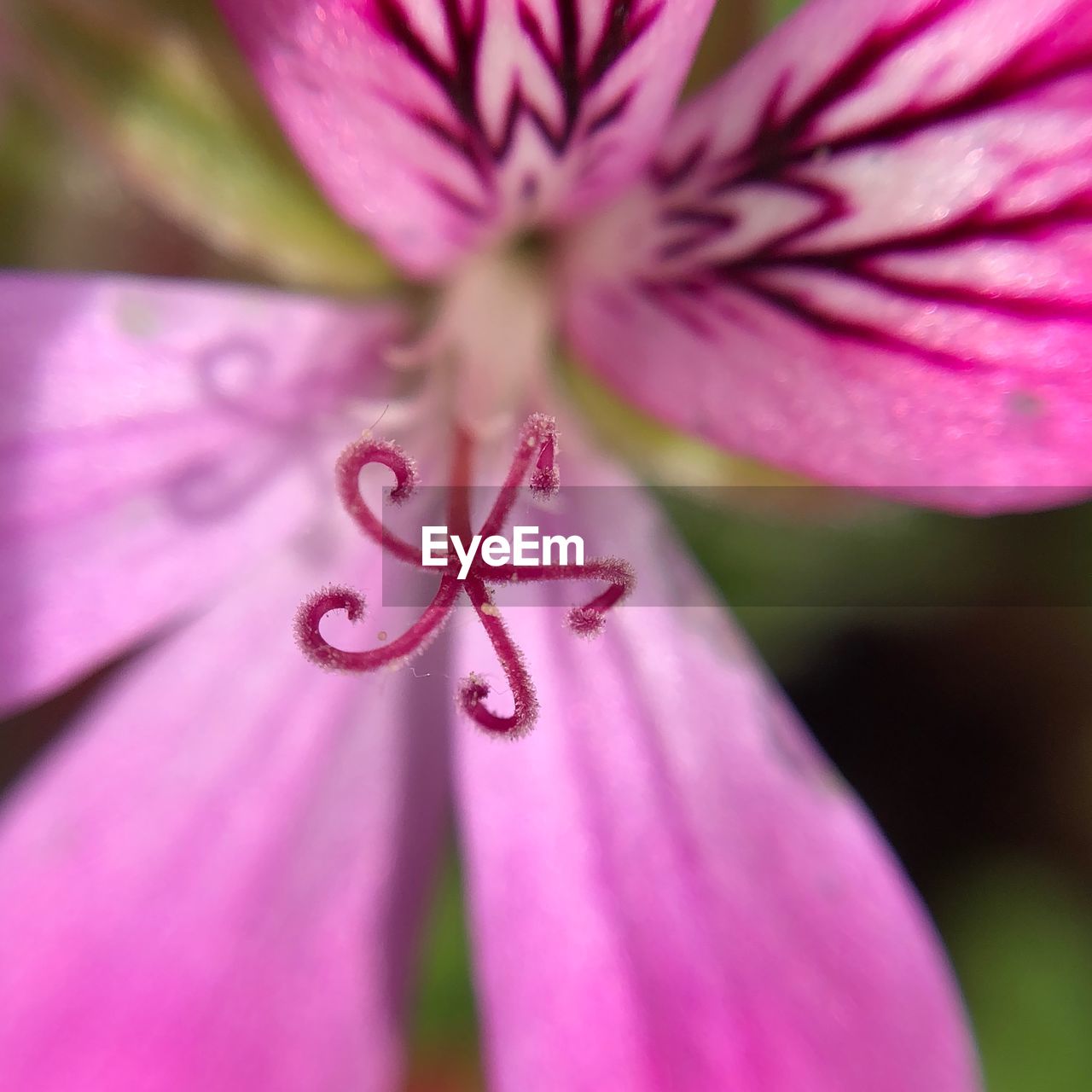 Close-up of pink flower