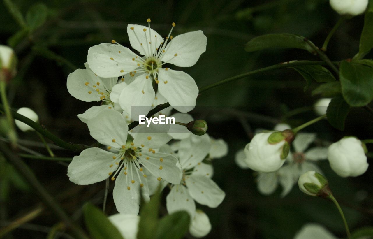 CLOSE-UP OF WHITE FLOWERS