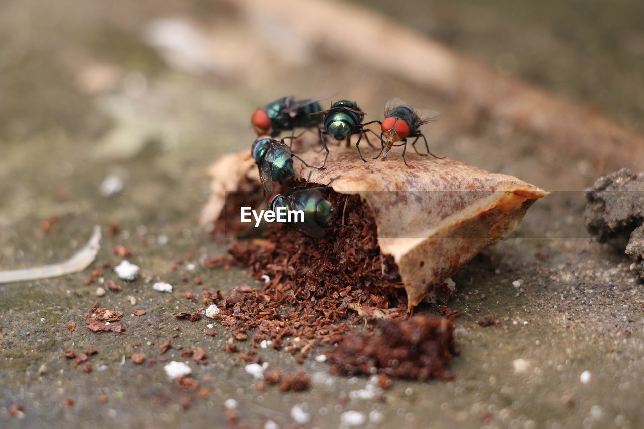 CLOSE-UP OF INSECT ON LAND