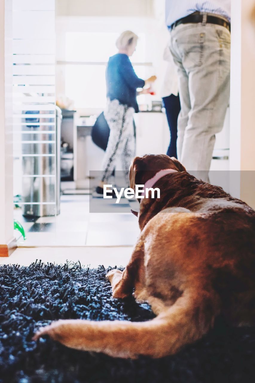 Rear view of dog sitting on rug at home