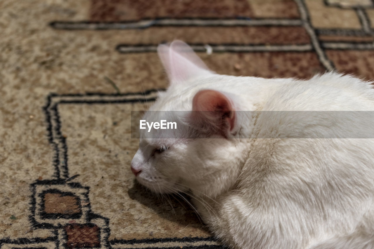 animal themes, animal, mammal, cat, pet, one animal, domestic animals, whiskers, white, no people, small to medium-sized cats, relaxation, domestic cat, felidae, close-up, high angle view, feline, indoors, lying down, animal body part