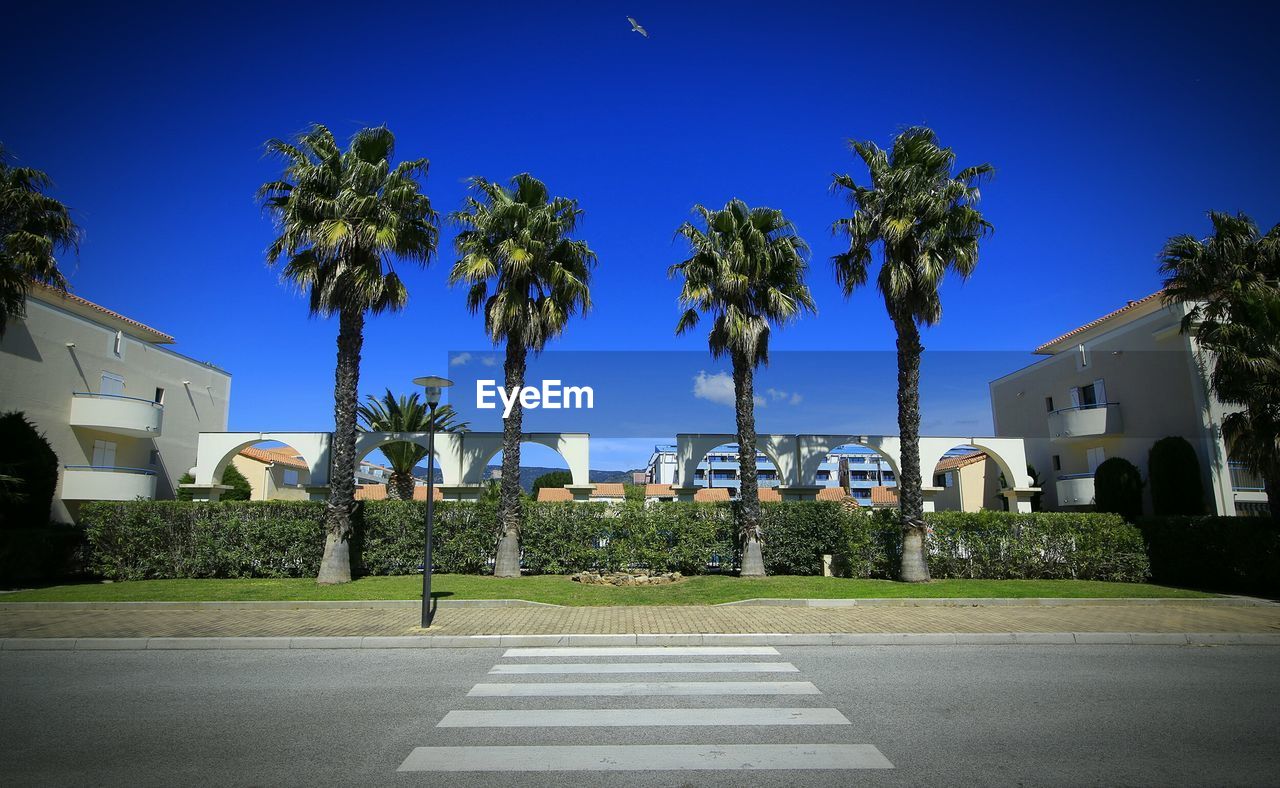 Bird flying over palm trees