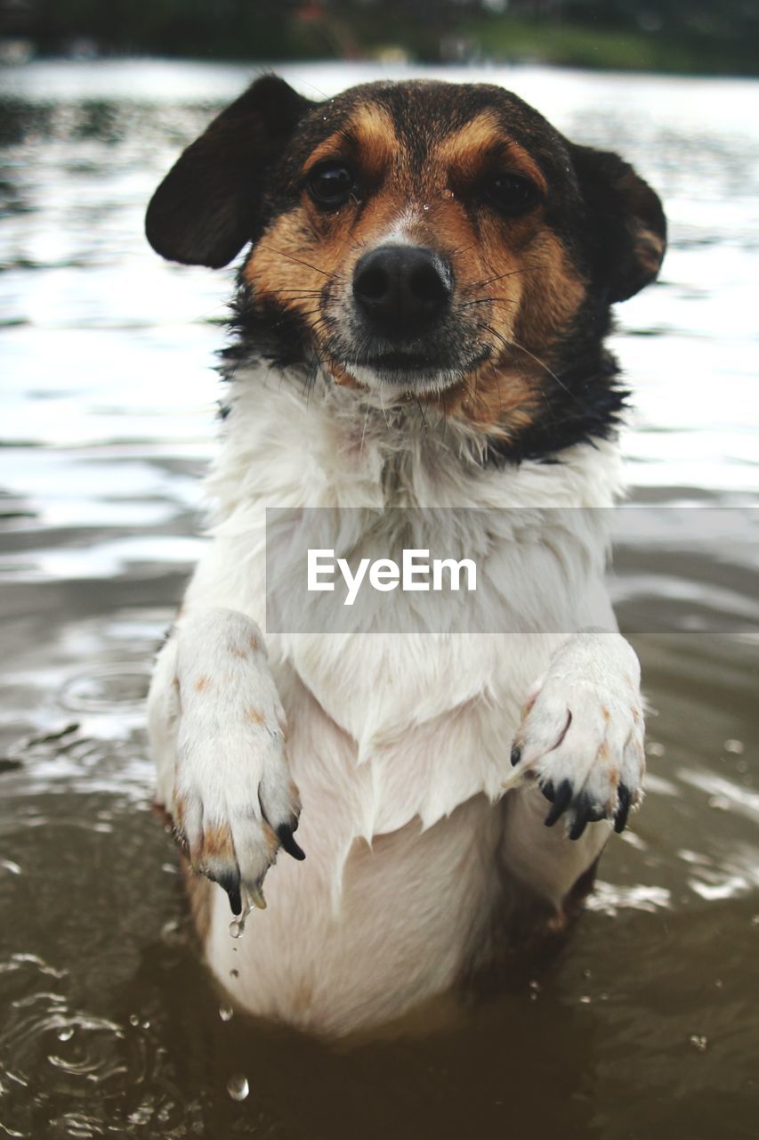 PORTRAIT OF DOG IN LAKE