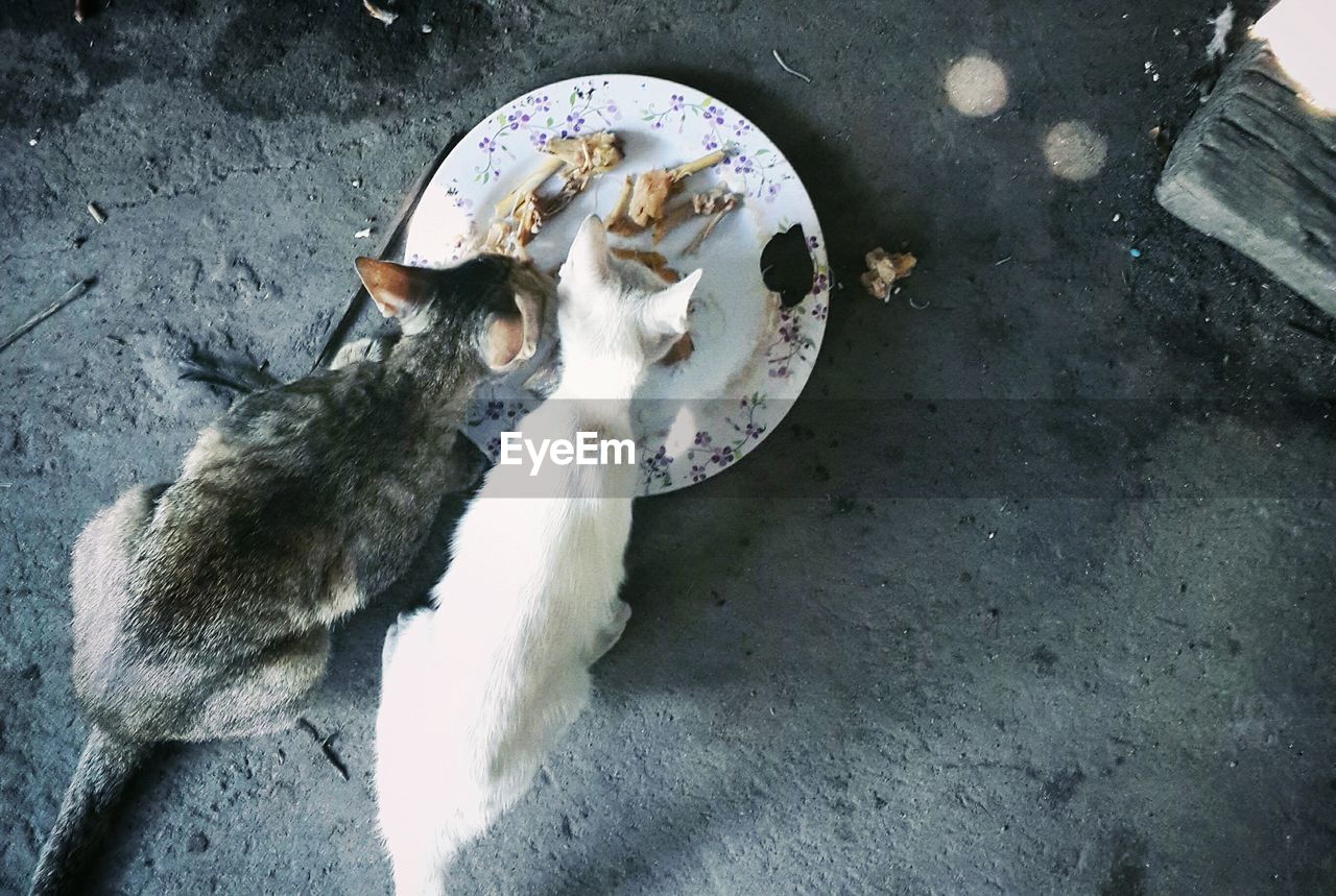 High angle view of cats eating food
