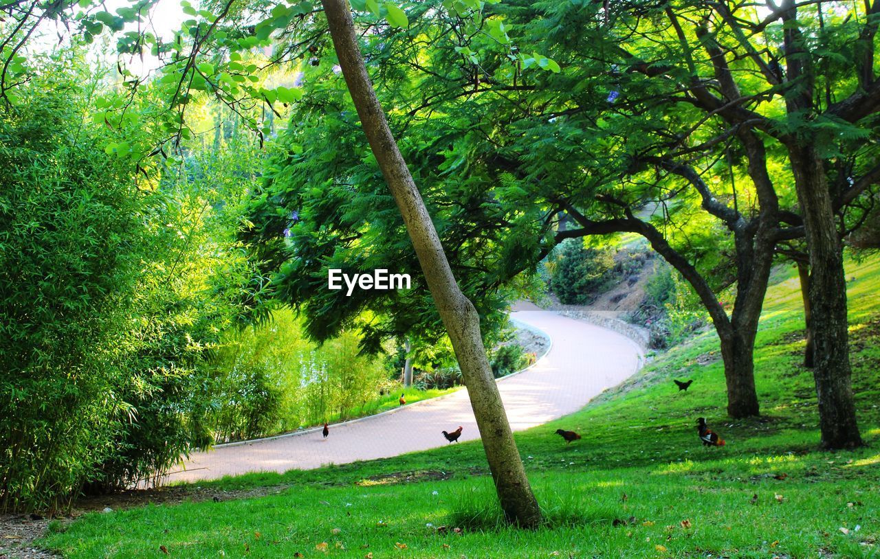 TREES AND PLANTS IN FOREST