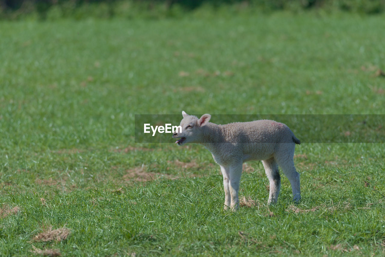 animal, animal themes, mammal, grass, one animal, wildlife, plant, pasture, nature, animal wildlife, no people, land, meadow, grassland, field, domestic animals, green, young animal, full length, standing, day, pet, grazing, outdoors, side view, sheep, livestock, environment, plain