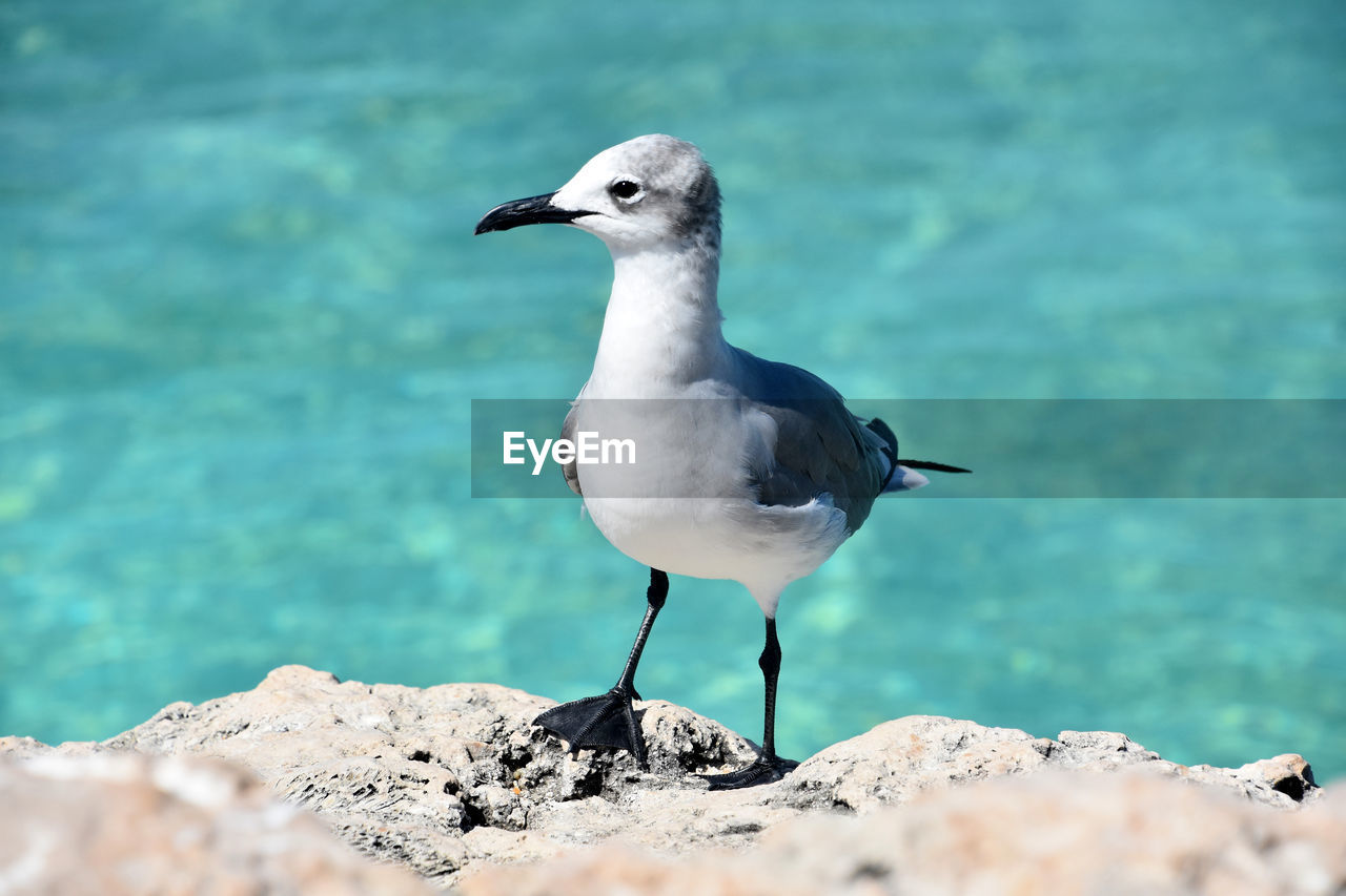 Stunning laughing gull standing on lava rock over the tropical waters.