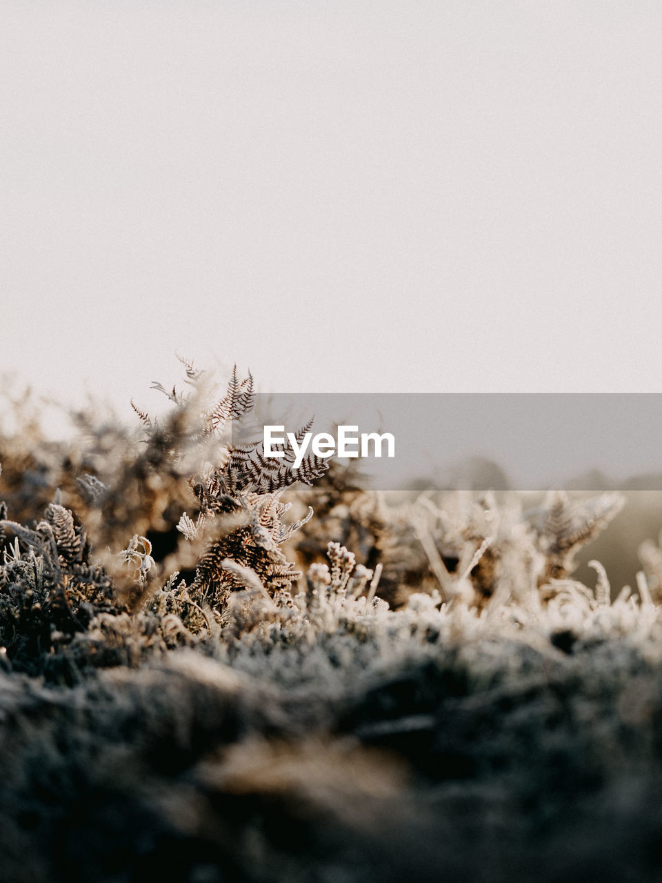 Close-up of frozen plants on field against sky