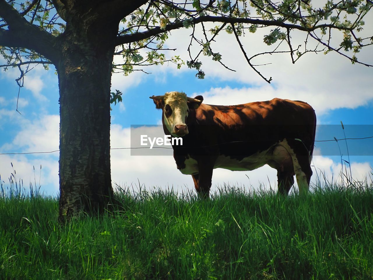 mammal, animal, animal themes, plant, grass, nature, rural area, domestic animals, livestock, cattle, pasture, pet, meadow, sky, cow, one animal, field, tree, flower, bull, agriculture, domestic cattle, land, landscape, rural scene, animal wildlife, wildlife, no people, natural environment, dairy cow, farm, grazing, outdoors, standing, environment, plain, cloud, day, green, growth