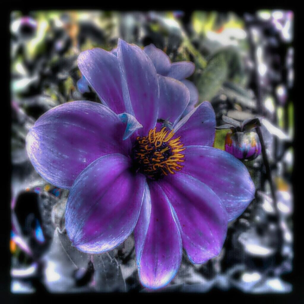 CLOSE-UP OF PURPLE FLOWERS BLOOMING OUTDOORS