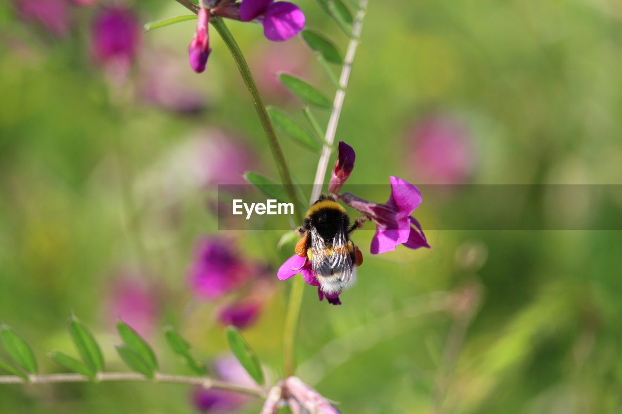 CLOSE-UP OF HONEY BEE POLLINATING ON PURPLE FLOWER