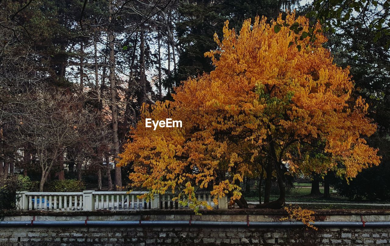 TREES IN AUTUMN