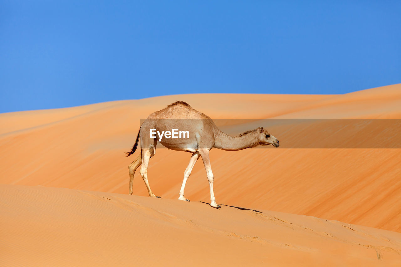 VIEW OF A HORSE ON SAND