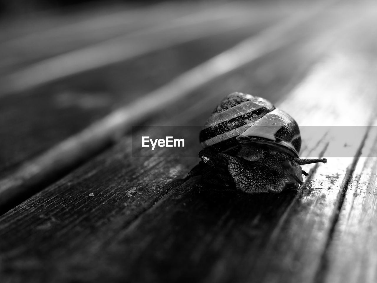 Close-up of snail on wood