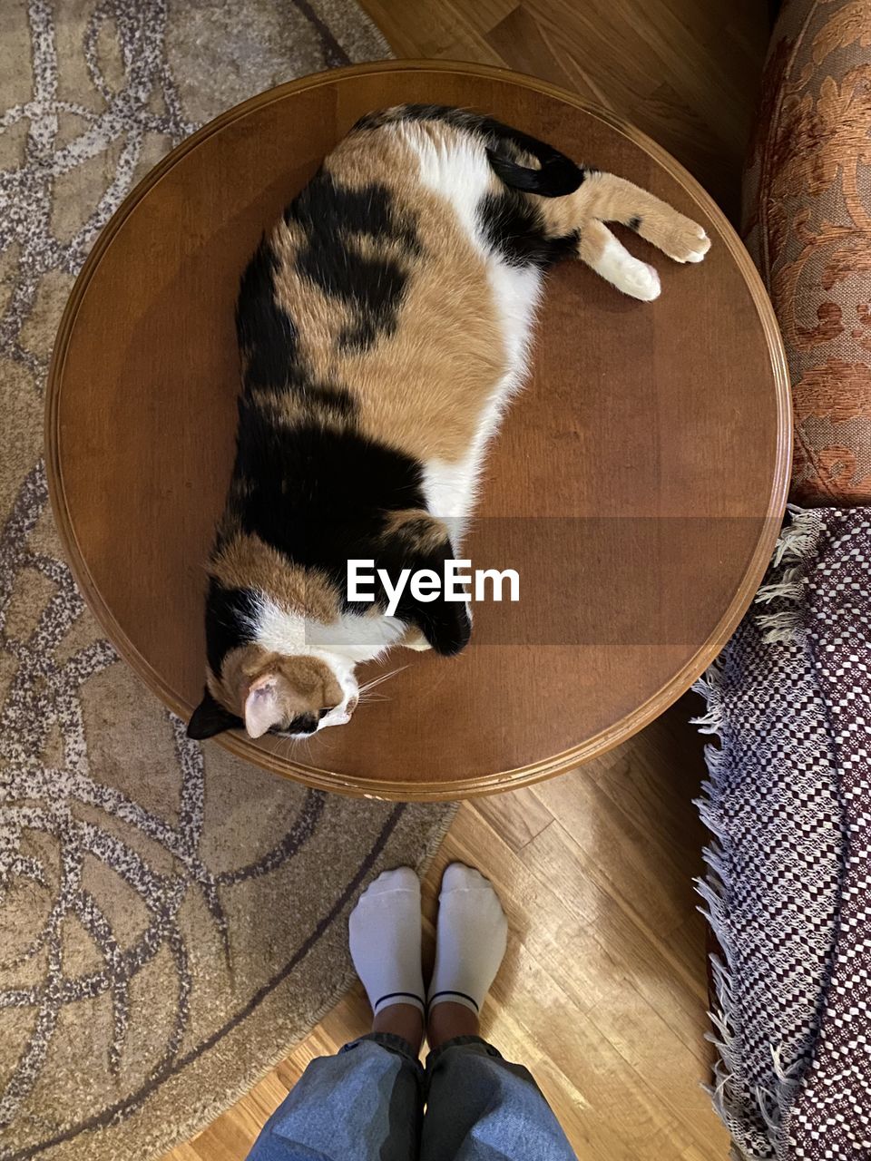 HIGH ANGLE VIEW OF CAT ON FLOOR BY PERSON ON FLOORING