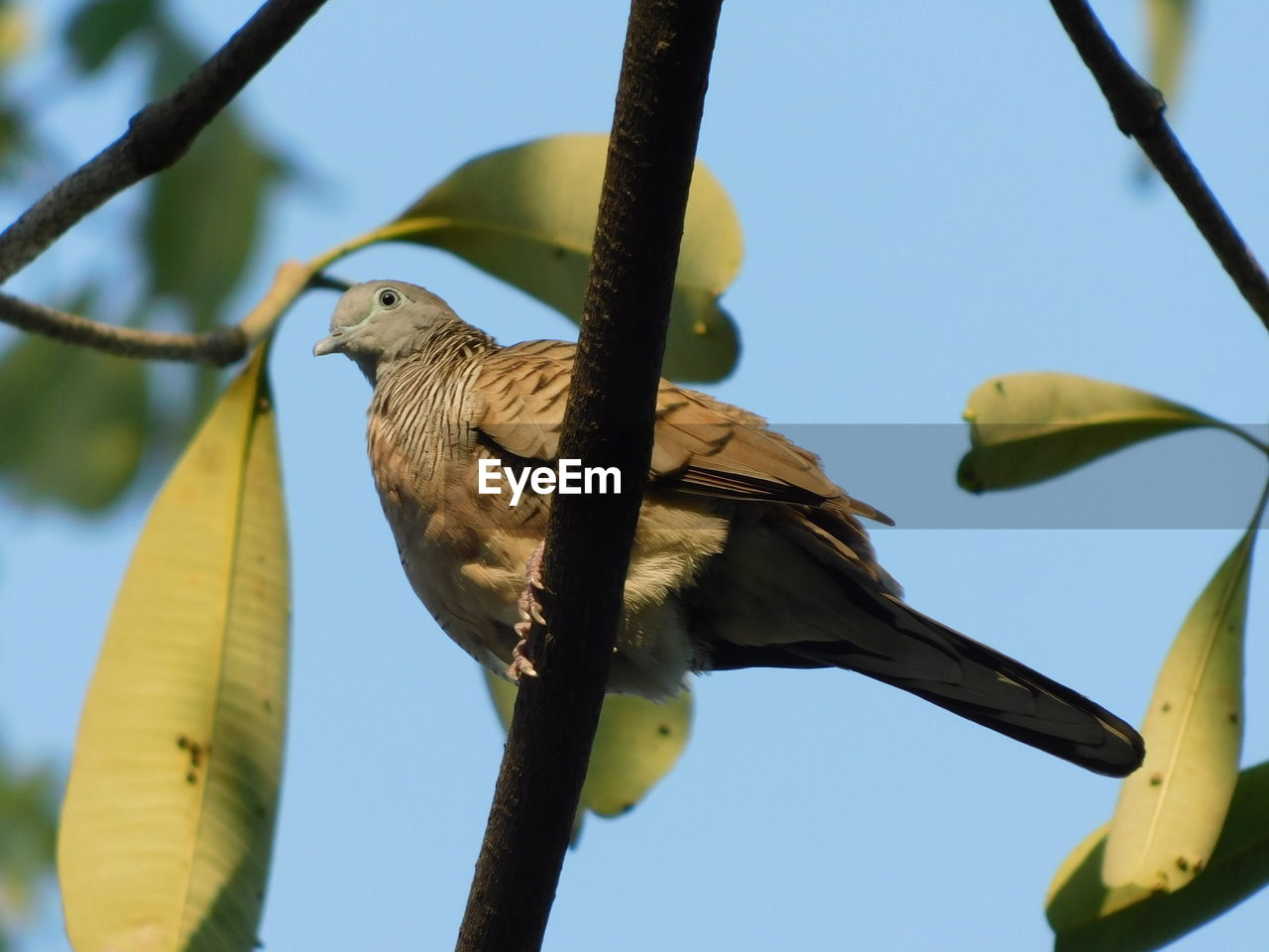 LOW ANGLE VIEW OF BIRD PERCHING ON TREE