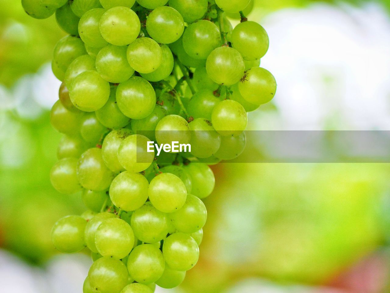 CLOSE-UP OF GRAPES GROWING ON VINEYARD