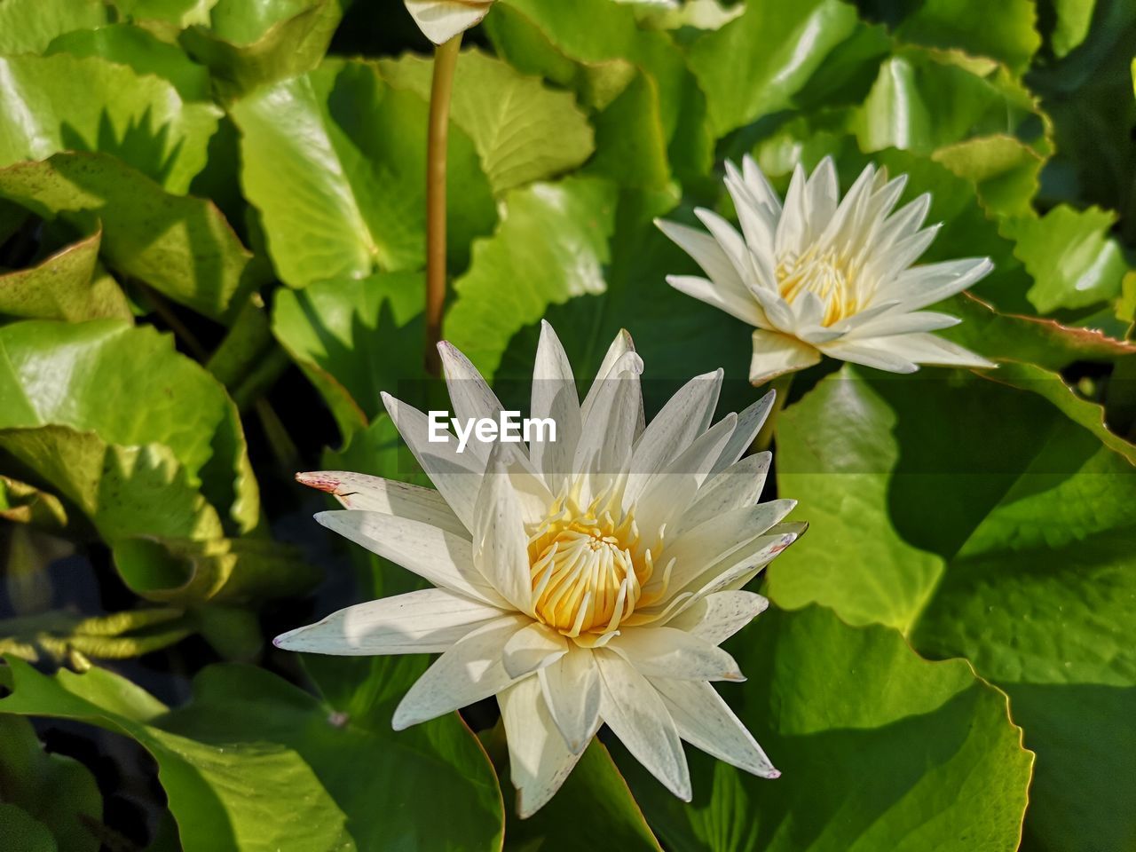 Close-up of white flowering plant