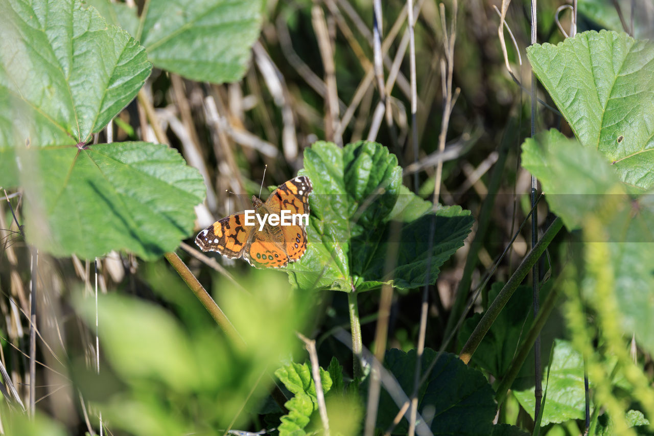 butterfly, leaf, plant part, moths and butterflies, animal wildlife, plant, animal themes, animal, green, nature, insect, wildlife, beauty in nature, flower, one animal, no people, close-up, animal wing, growth, food, outdoors, environment, land, day, tree, food and drink, macro photography, selective focus, environmental conservation, freshness, eating, social issues, forest, jungle