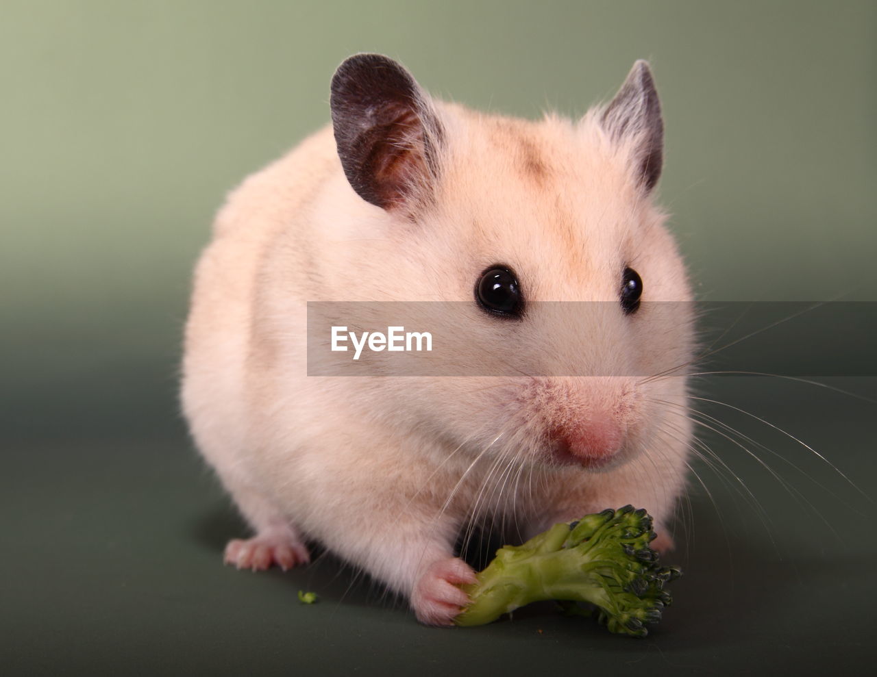 Close-up of golden hamster eating broccoli against colored background