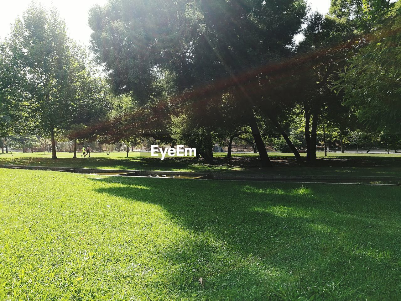 TREES ON GRASSY FIELD