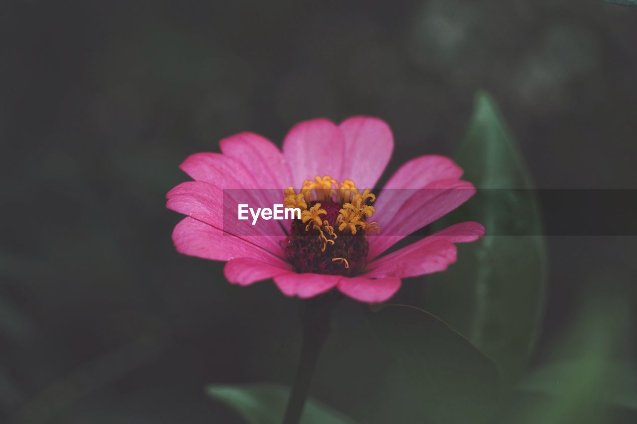 Close-up of pink flower