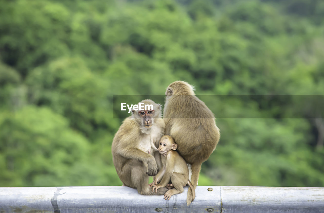 Father, mother and baby monkey sitting on a fence blocking the road background green leaves.
