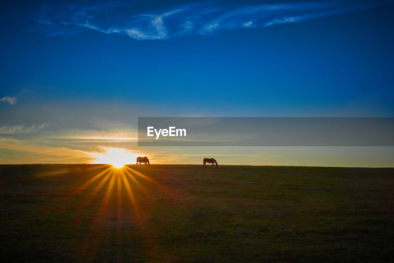 Thoroughbred horses grazing with the setting sun.