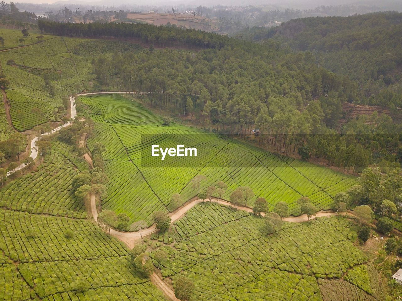 HIGH ANGLE VIEW OF RICE FIELD