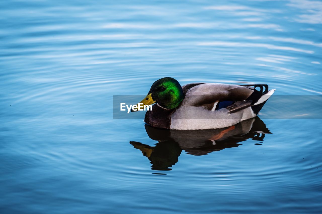 MALLARD DUCK SWIMMING IN LAKE