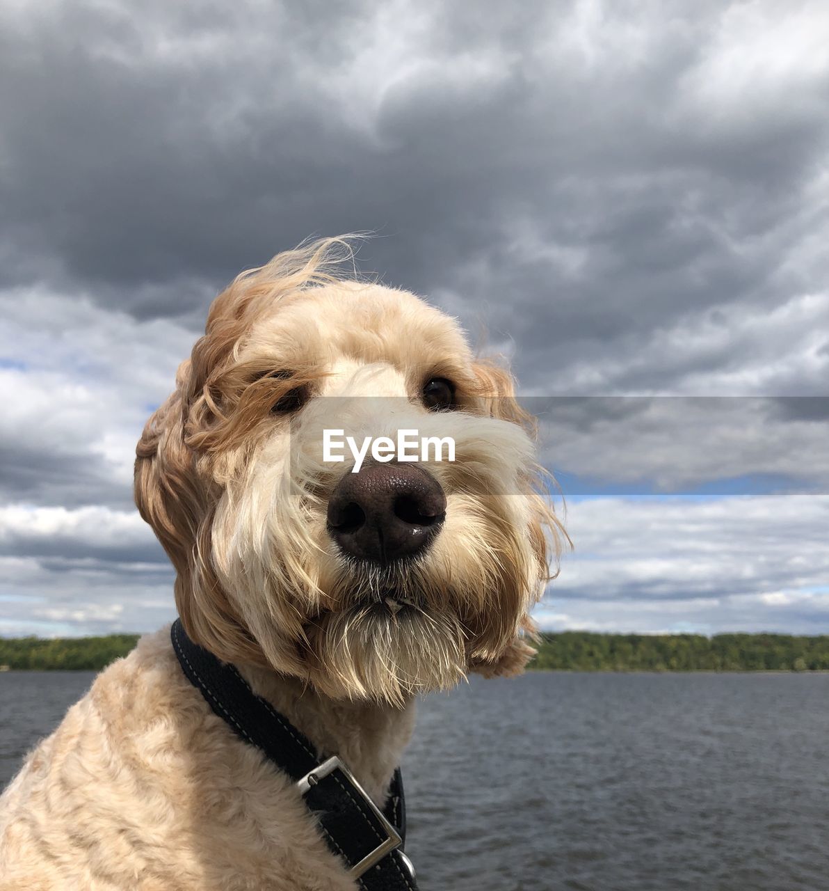 CLOSE-UP PORTRAIT OF A DOG AGAINST SKY