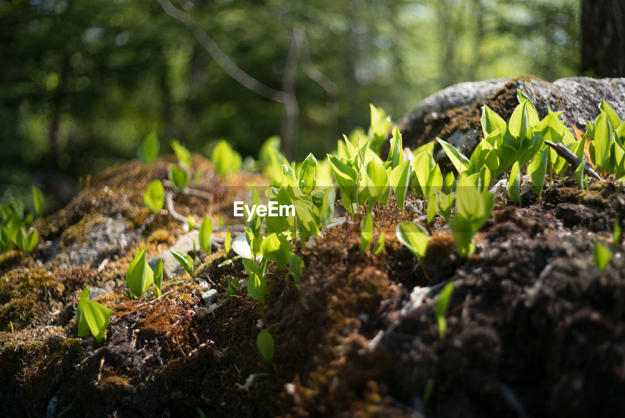 Plant growing in forest