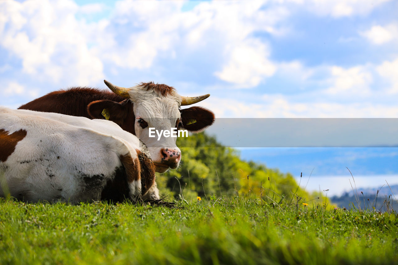 VIEW OF COW ON FIELD