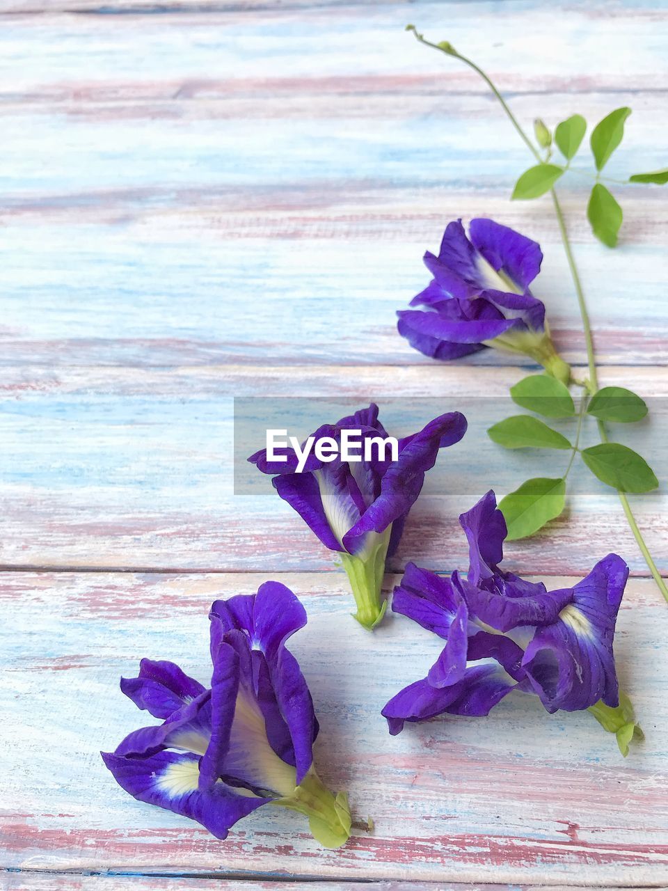 CLOSE-UP OF PURPLE FLOWERS ON TABLE