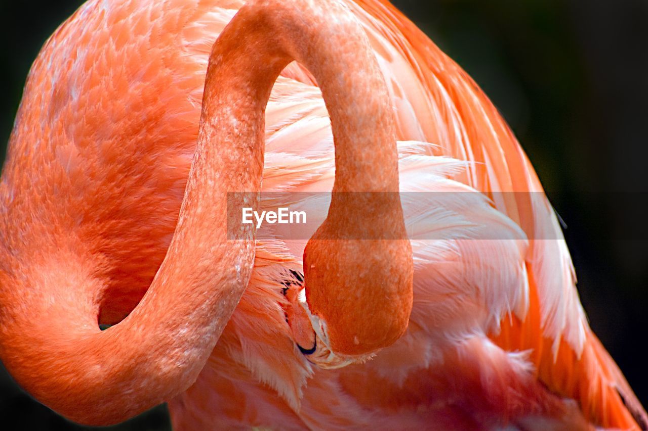 Close-up of flamingo 