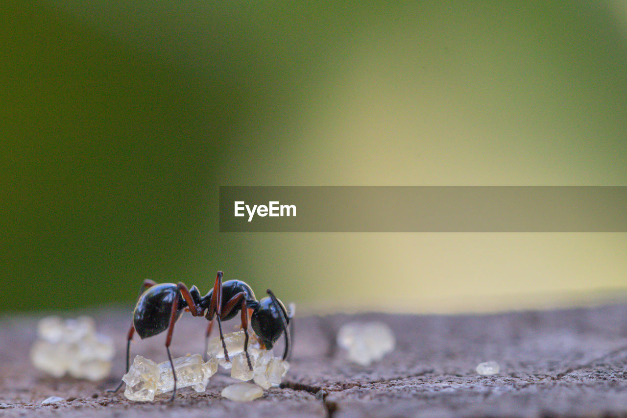 CLOSE-UP OF ANT ON THE GROUND