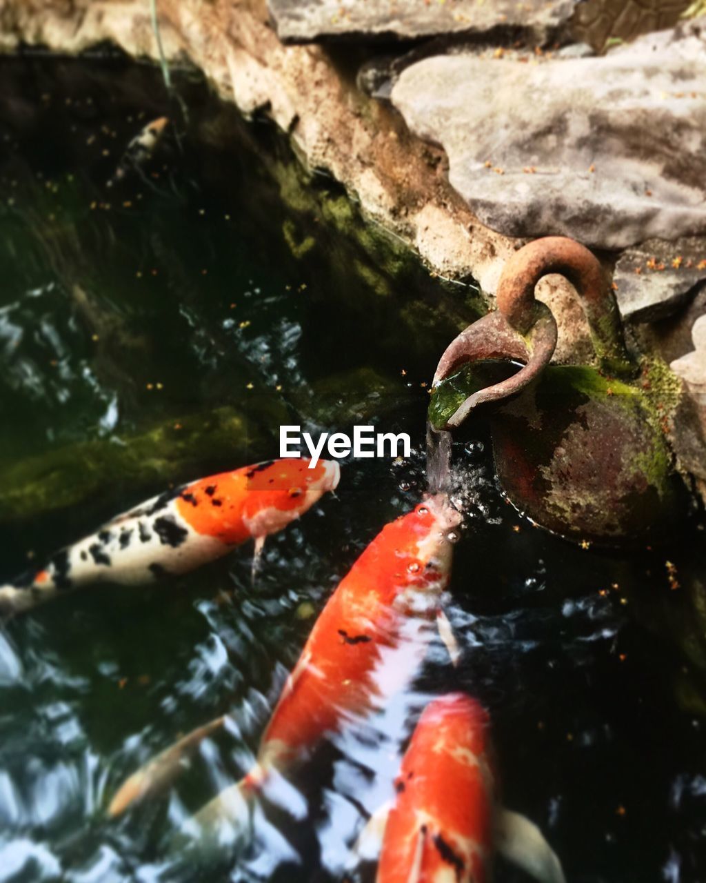 CLOSE-UP OF KOI CARPS IN WATER