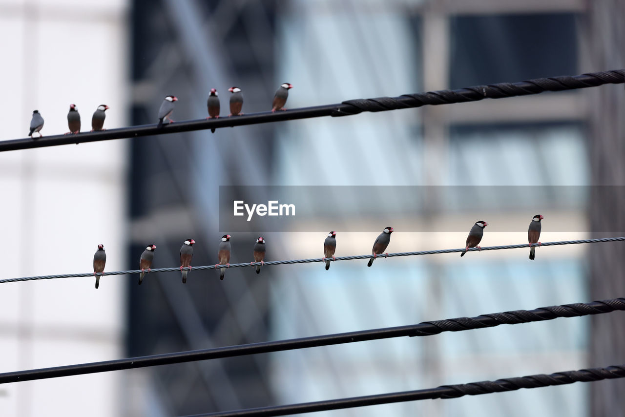 BIRDS PERCHING ON RAILING AGAINST BLURRED BACKGROUND