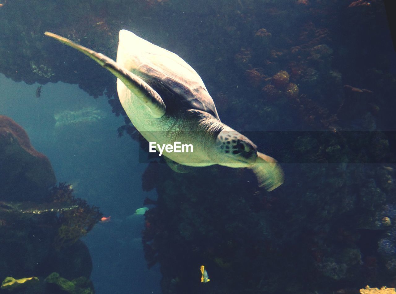 FISH UNDERWATER