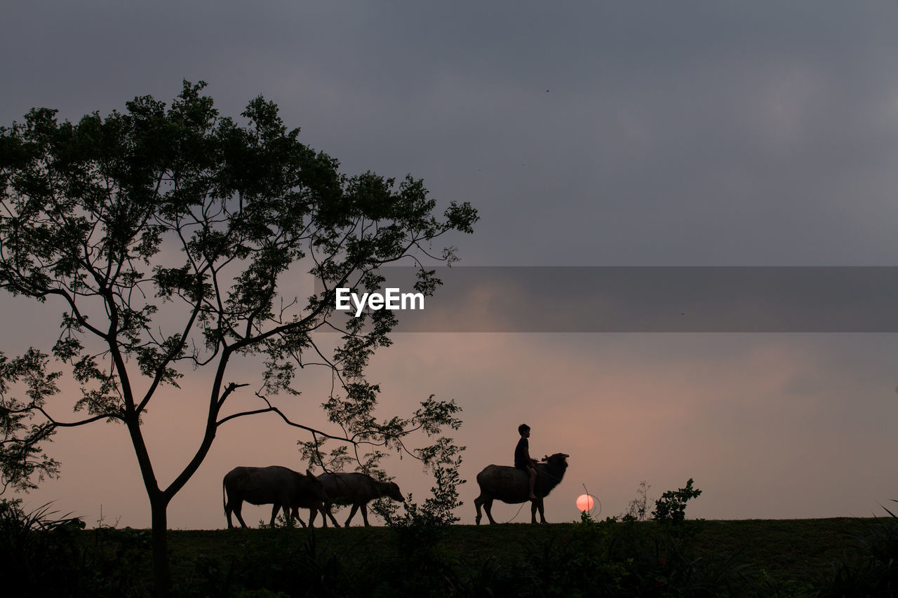 Silhouette of cows at dusk
