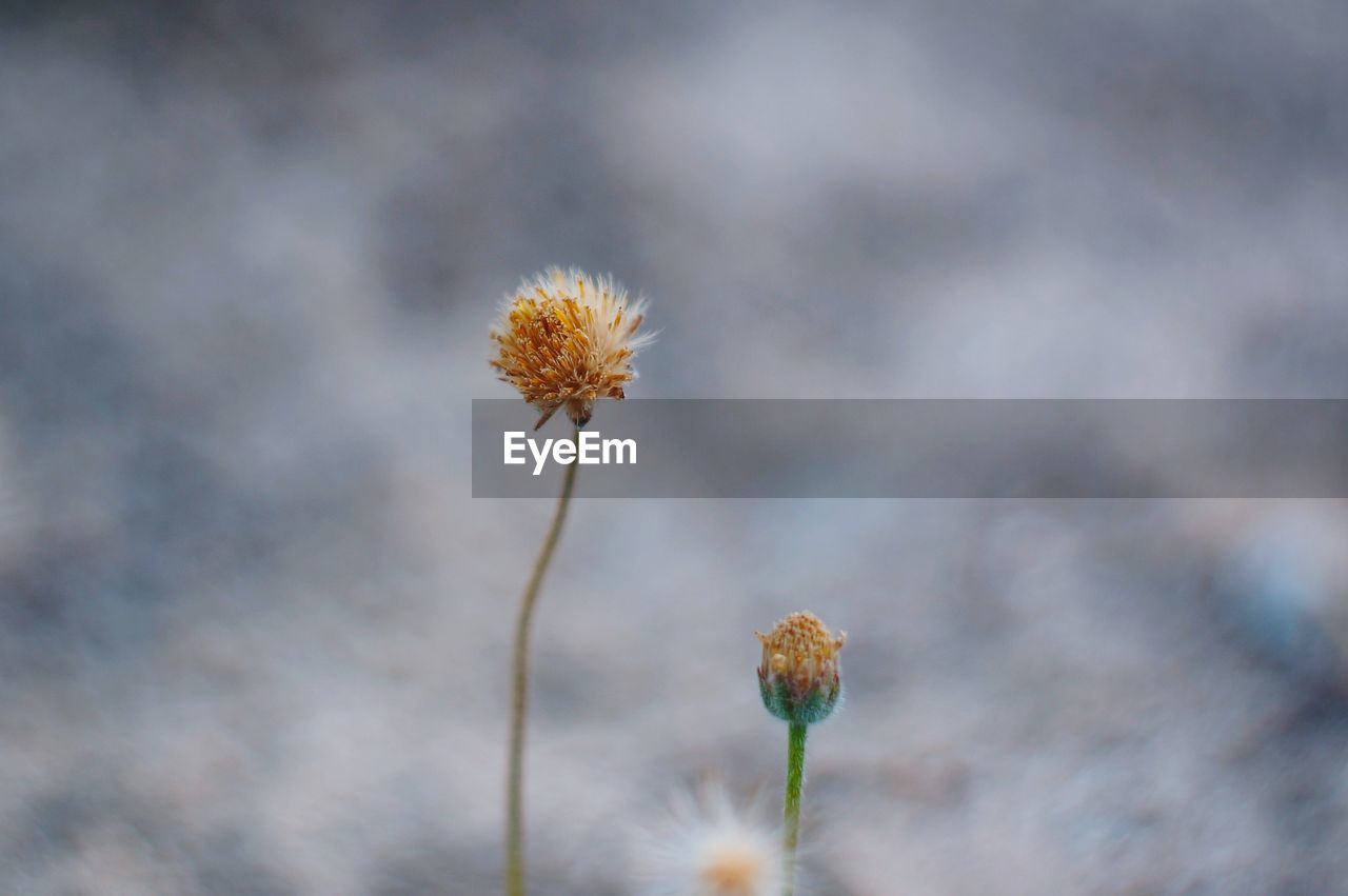 Close-up of wilted plant on field